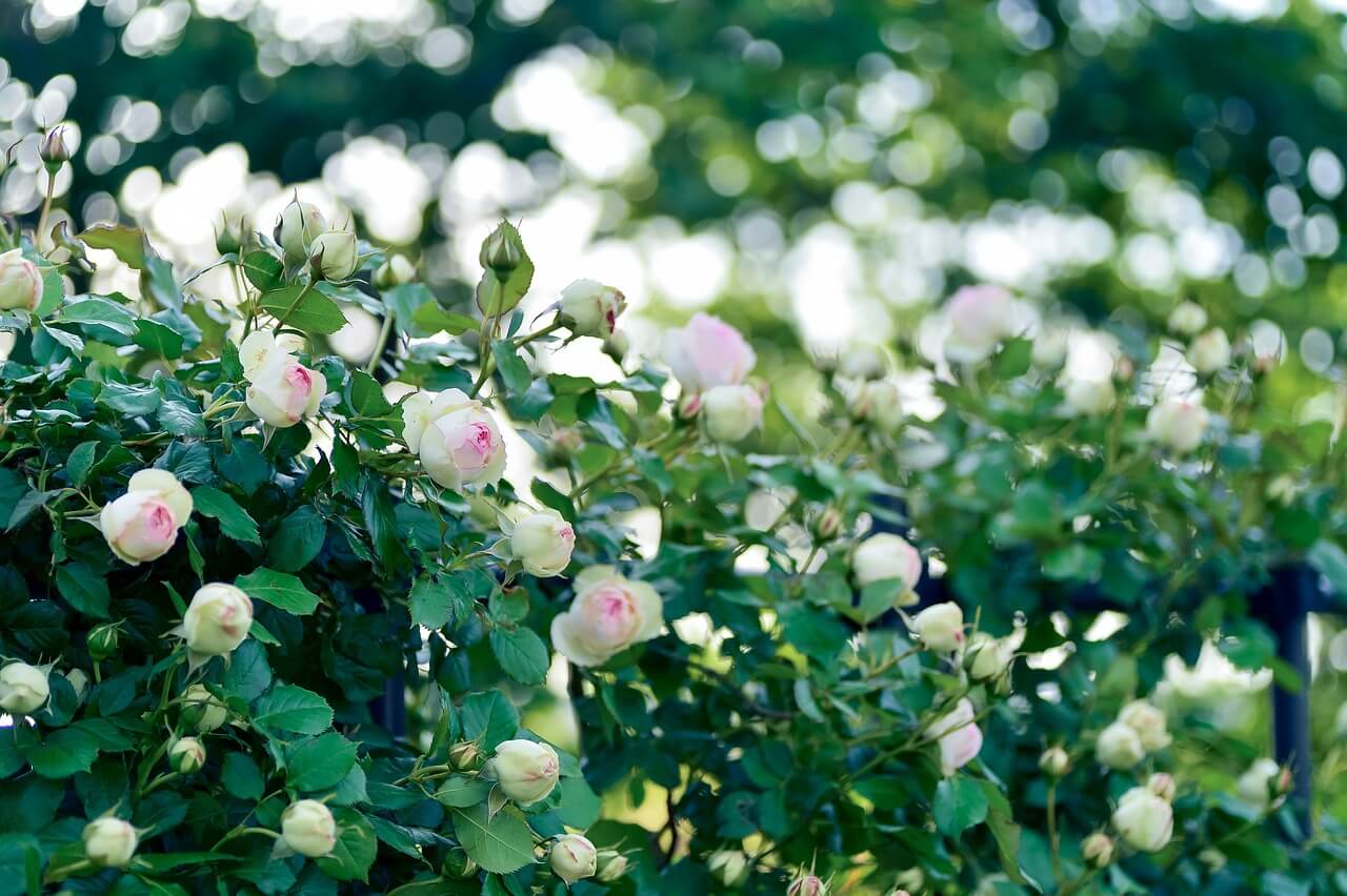 Famous Roses | Sânnicolaul-Român
