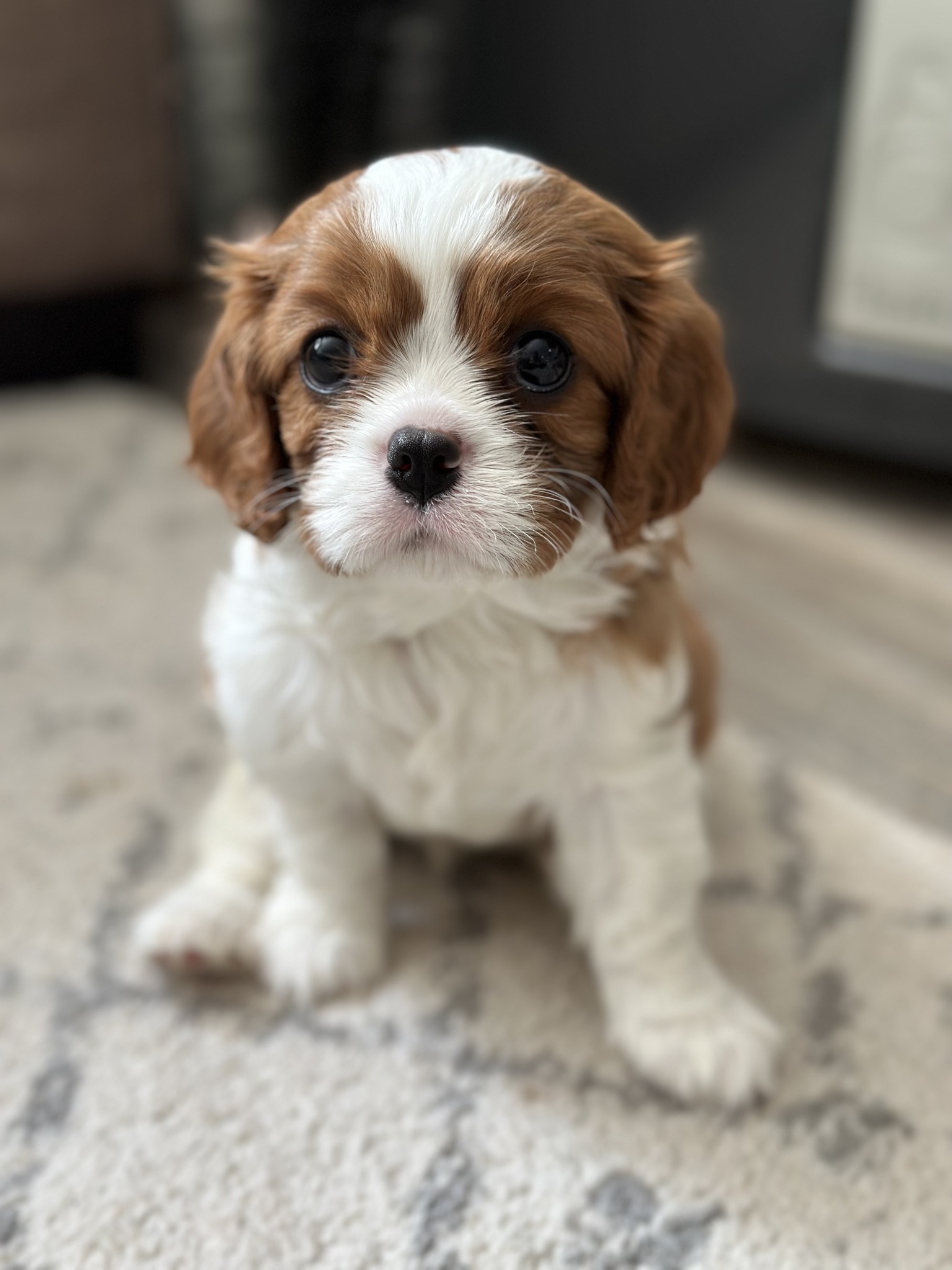 🐶 Puppy Applications Are Now Open!... - Arendelle Cavaliers | Facebook