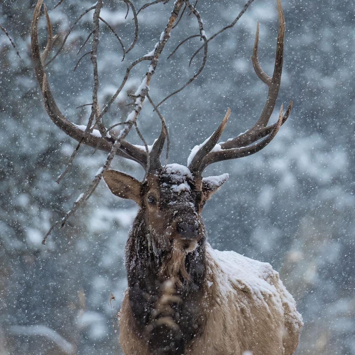Snort wheeze towards the end #urbanwildlife #midwestwhitetail # ...