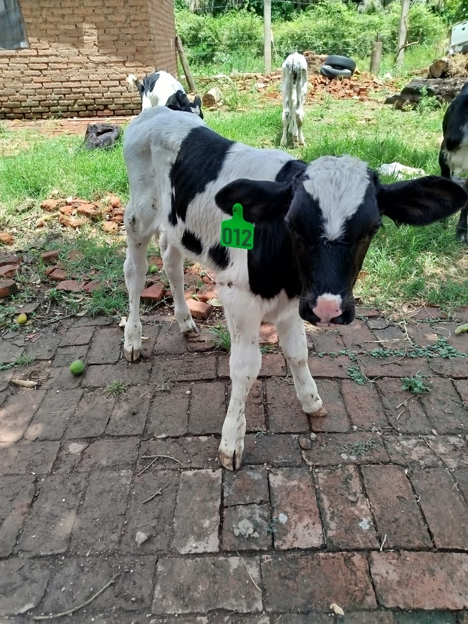 Chiman Agroganadera