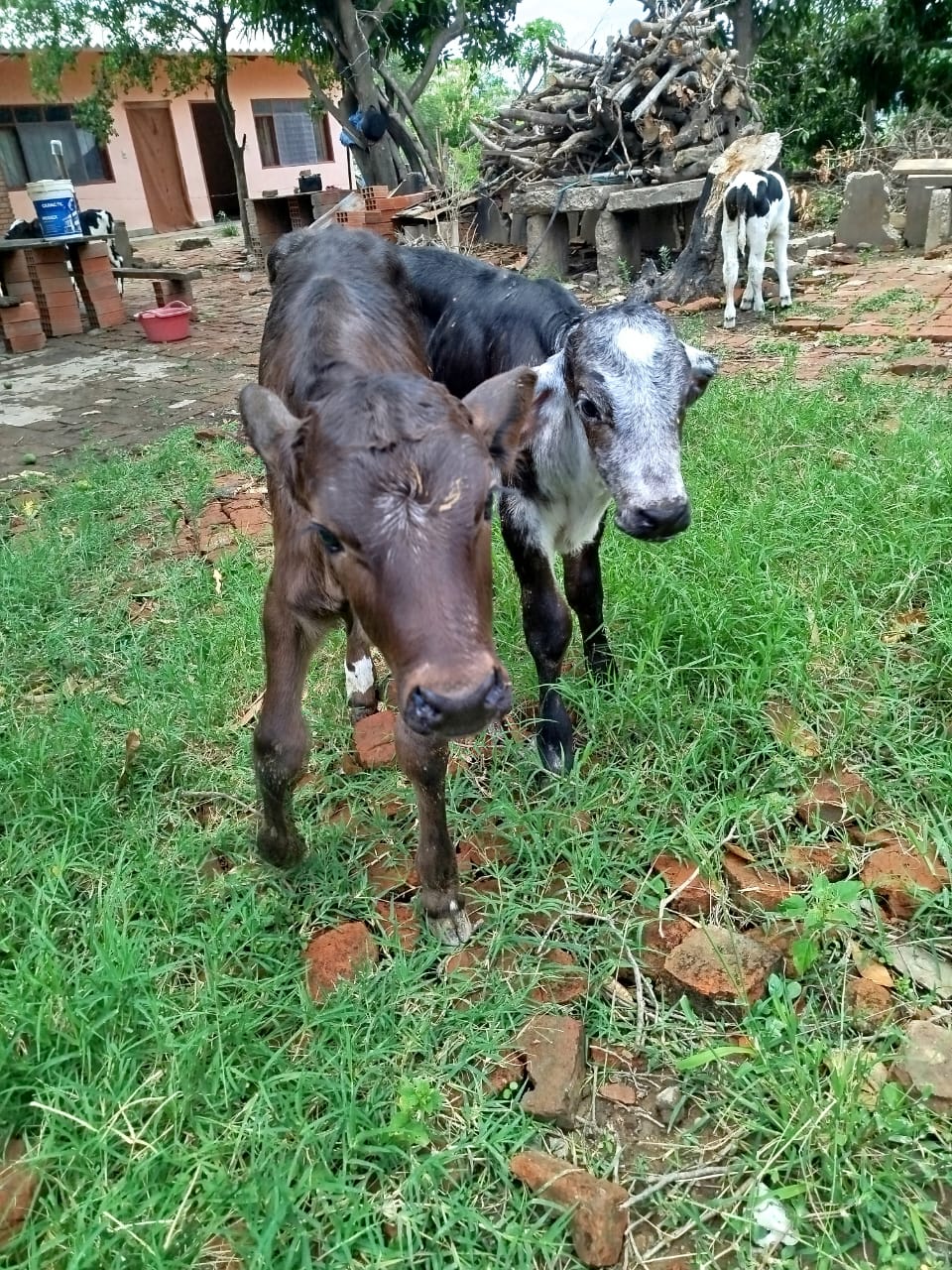 Chiman Agroganadera