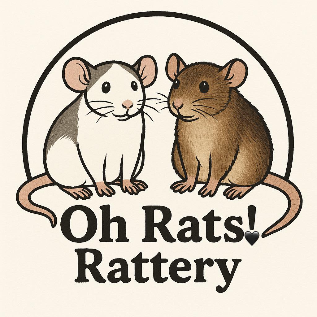 Oh Rats Rattery - Litter Announcement Remi & George... | Facebook