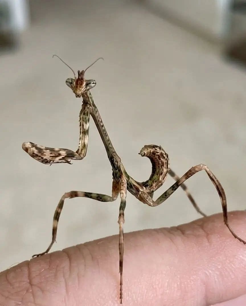 What species of praying mantis thrives in 116° Arizona heat?