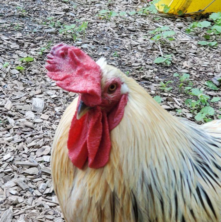 Backyard Chickens: Ask The Poultry Doc | I woke this morn in Maine to ...