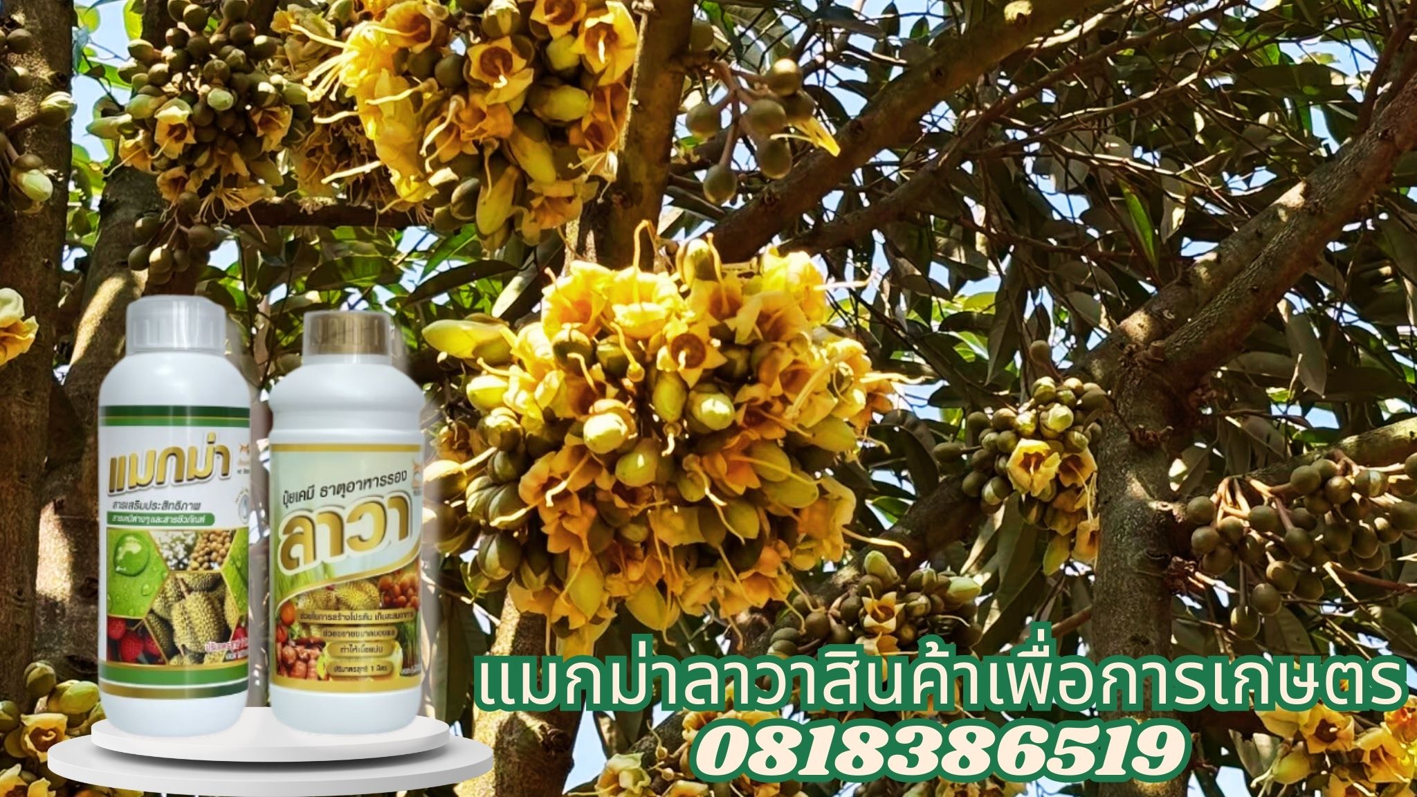 แมกม่าลาวาสินค้าเพื่อการเกษตร0818386519