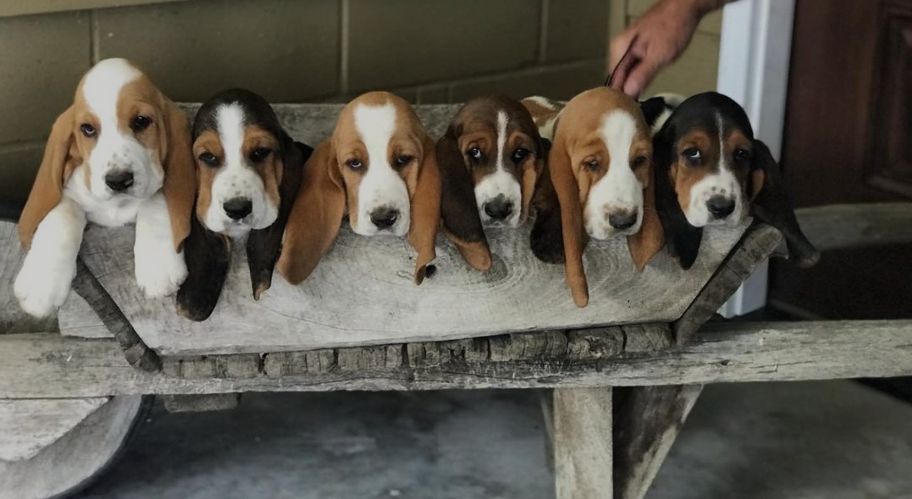 Basset Ruckus
