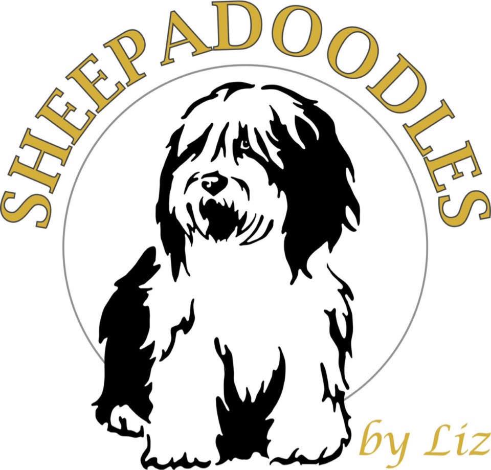 Sheepadoodles by Liz