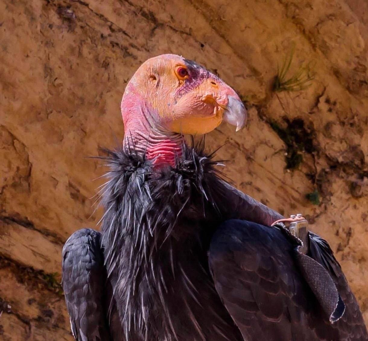 Spotting California condors near Zion National Park