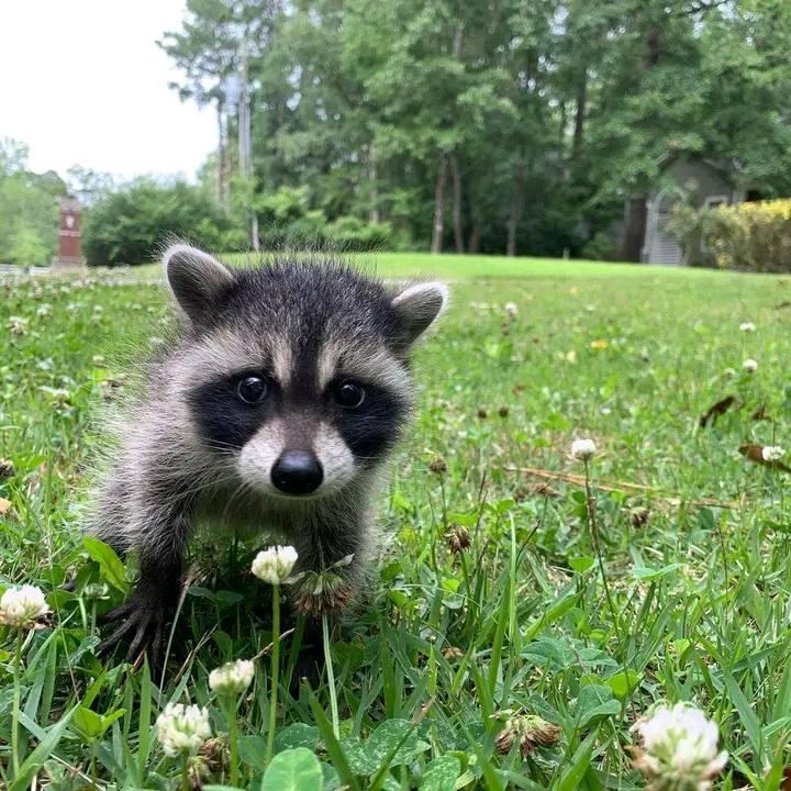 Sweet Raccoon