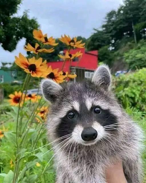 Sweet Raccoon