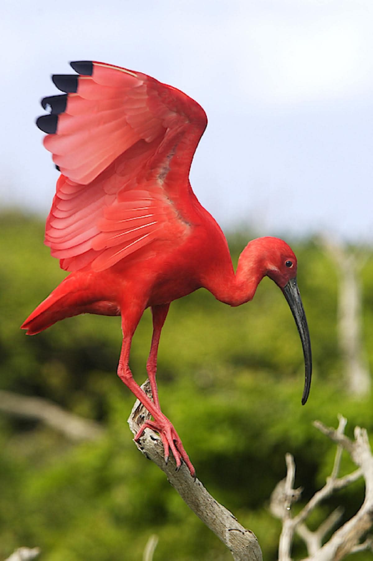 IBIS ROUGE ❤️ Lors de votre visite au Parc, observez cet oiseau