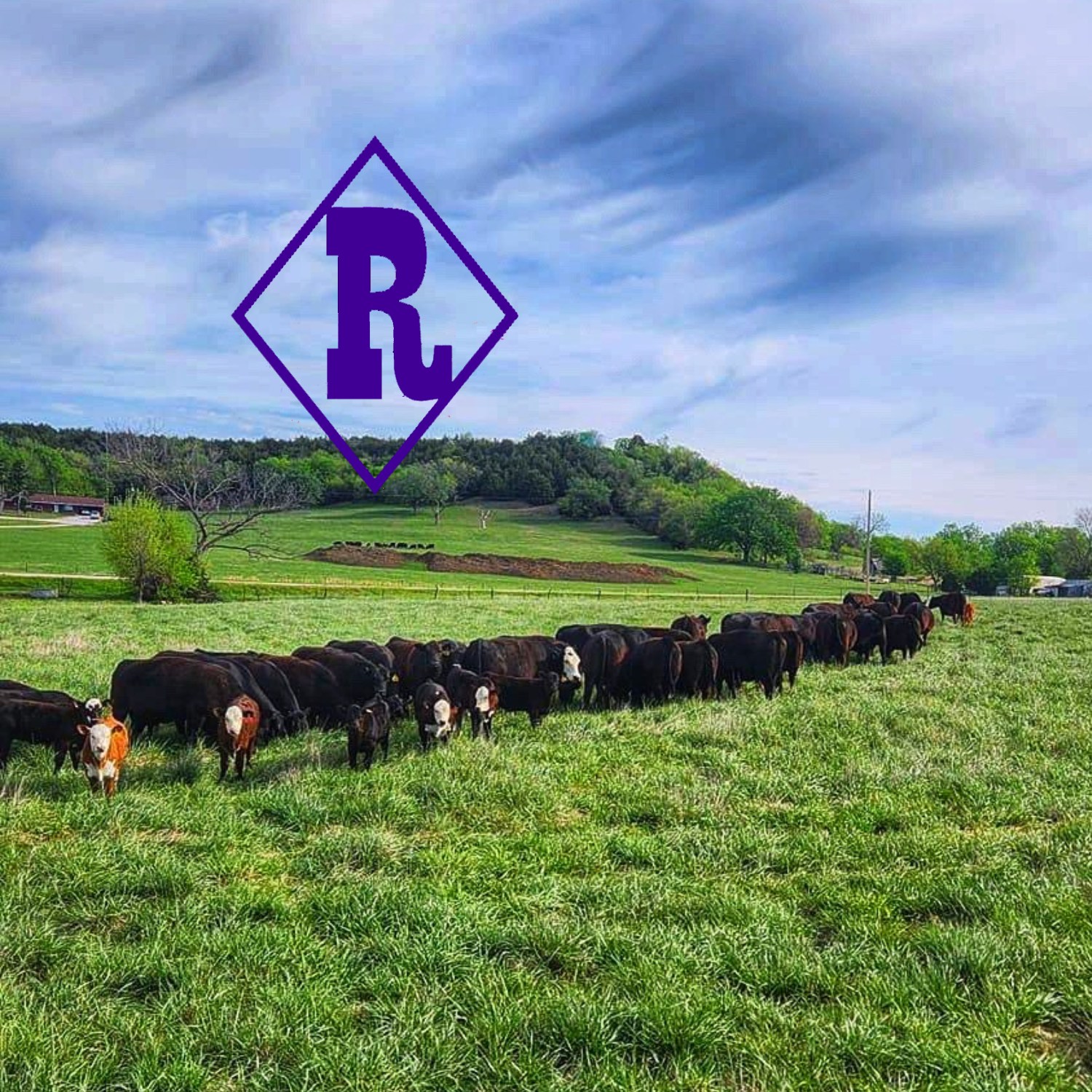 Finally Friday and Fall!! Boys head to... - Diamond R Cattle | Facebook