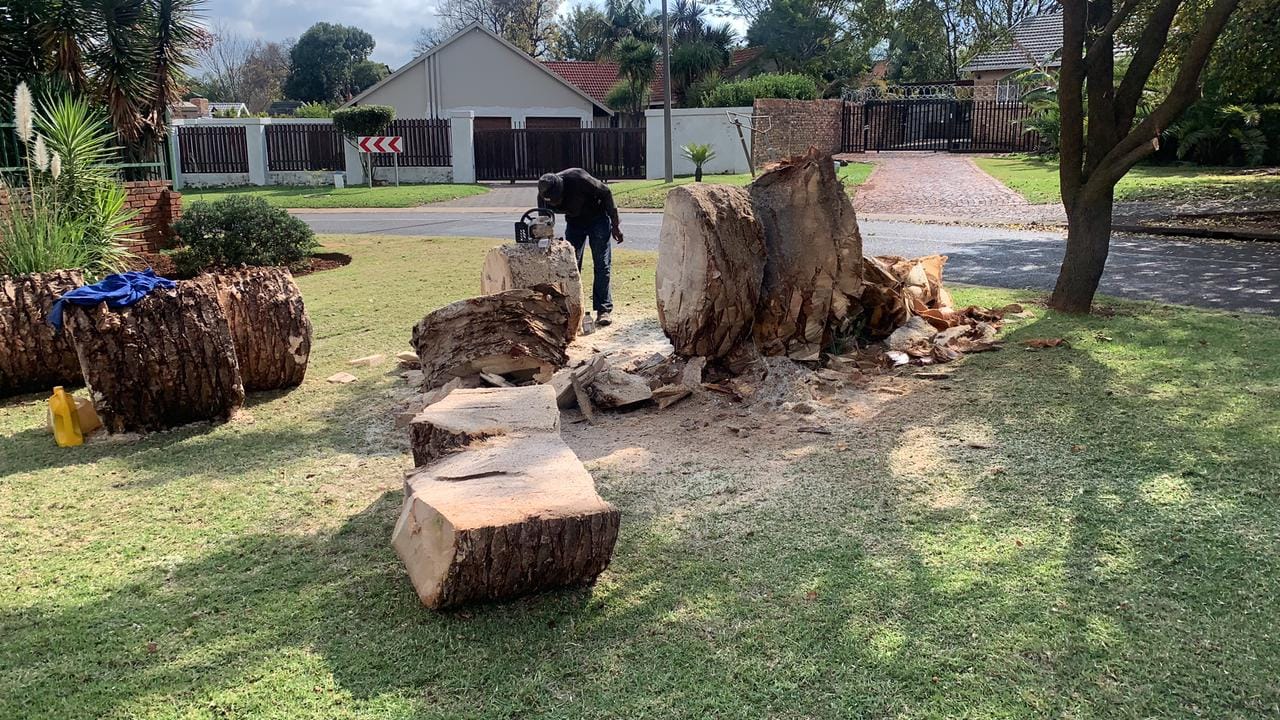 Tree Felling Tree Felling