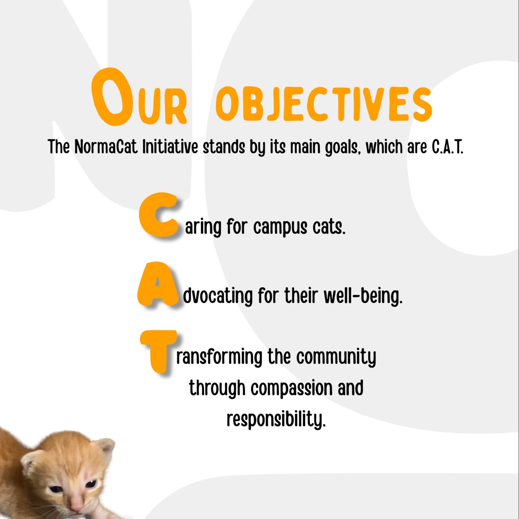 PangCat: The NormaCat Initiative - 𝐖𝐞'𝐫𝐞 𝐧𝐨𝐭 𝐊𝐢𝐭𝐭𝐞𝐧 𝐀𝐫𝐨𝐮𝐧𝐝. We’re here ...