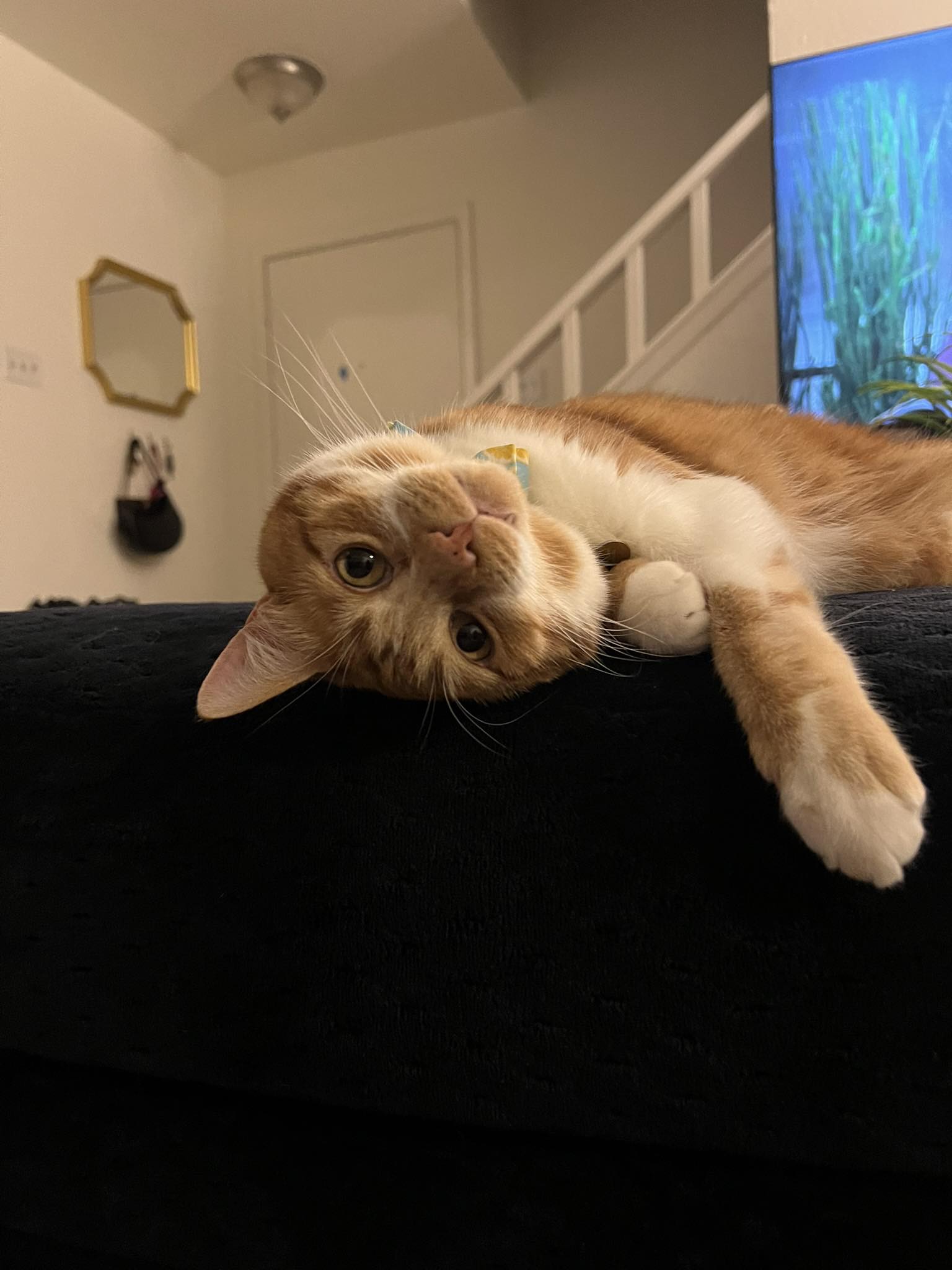Kinly Mac | Austin TX