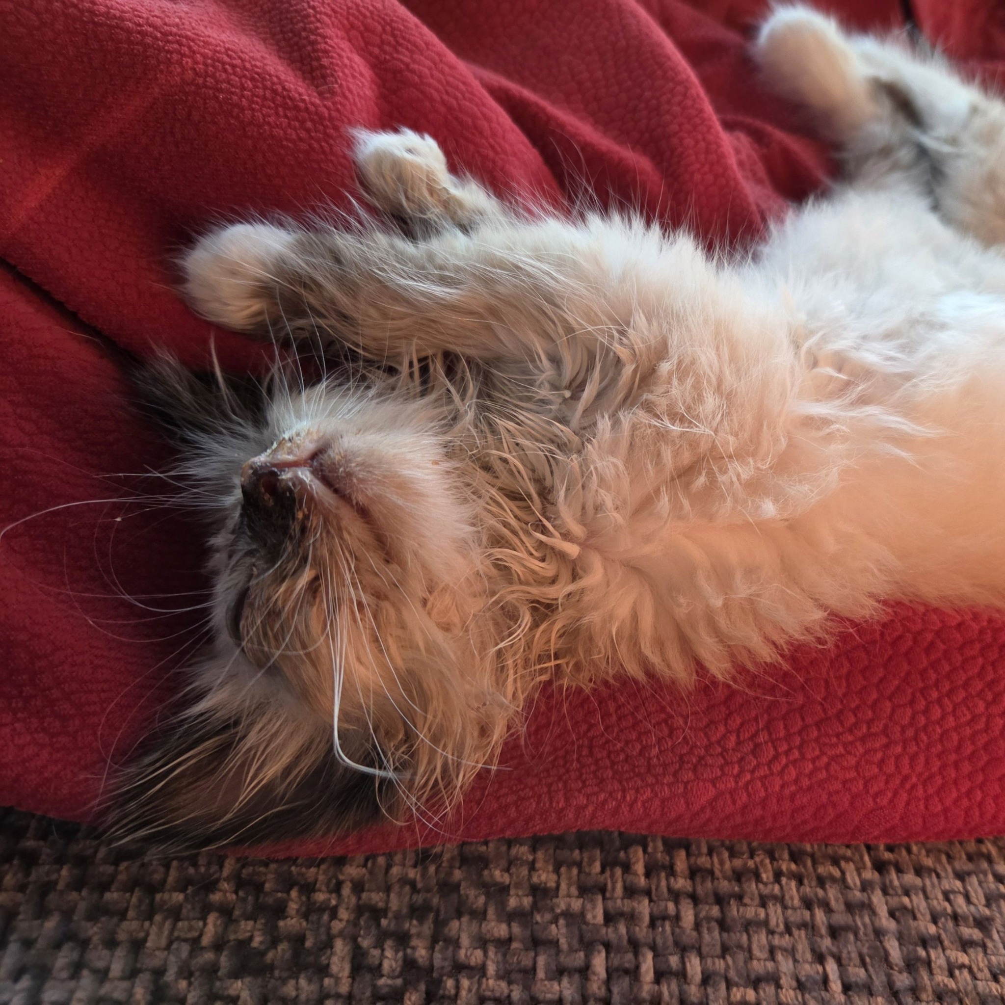 HELLO INTERNET IT IS I, PHOENIX, THE UNEXPECTED GREMLIN CHILD. I HAVE ...