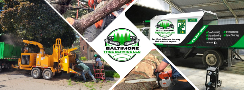 Baltimore Tree Service LLC | Baltimore MD