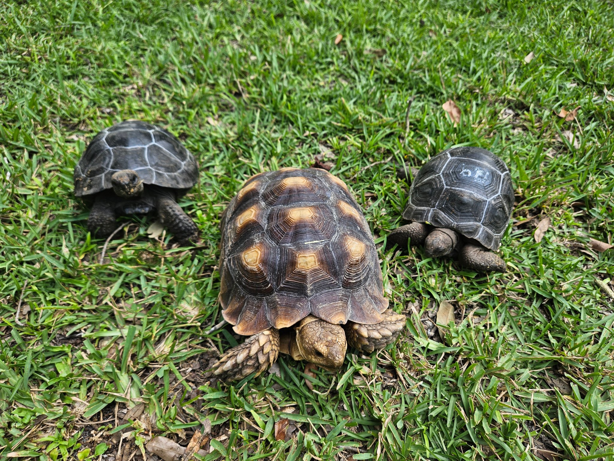 Jasland Turtle Ranch