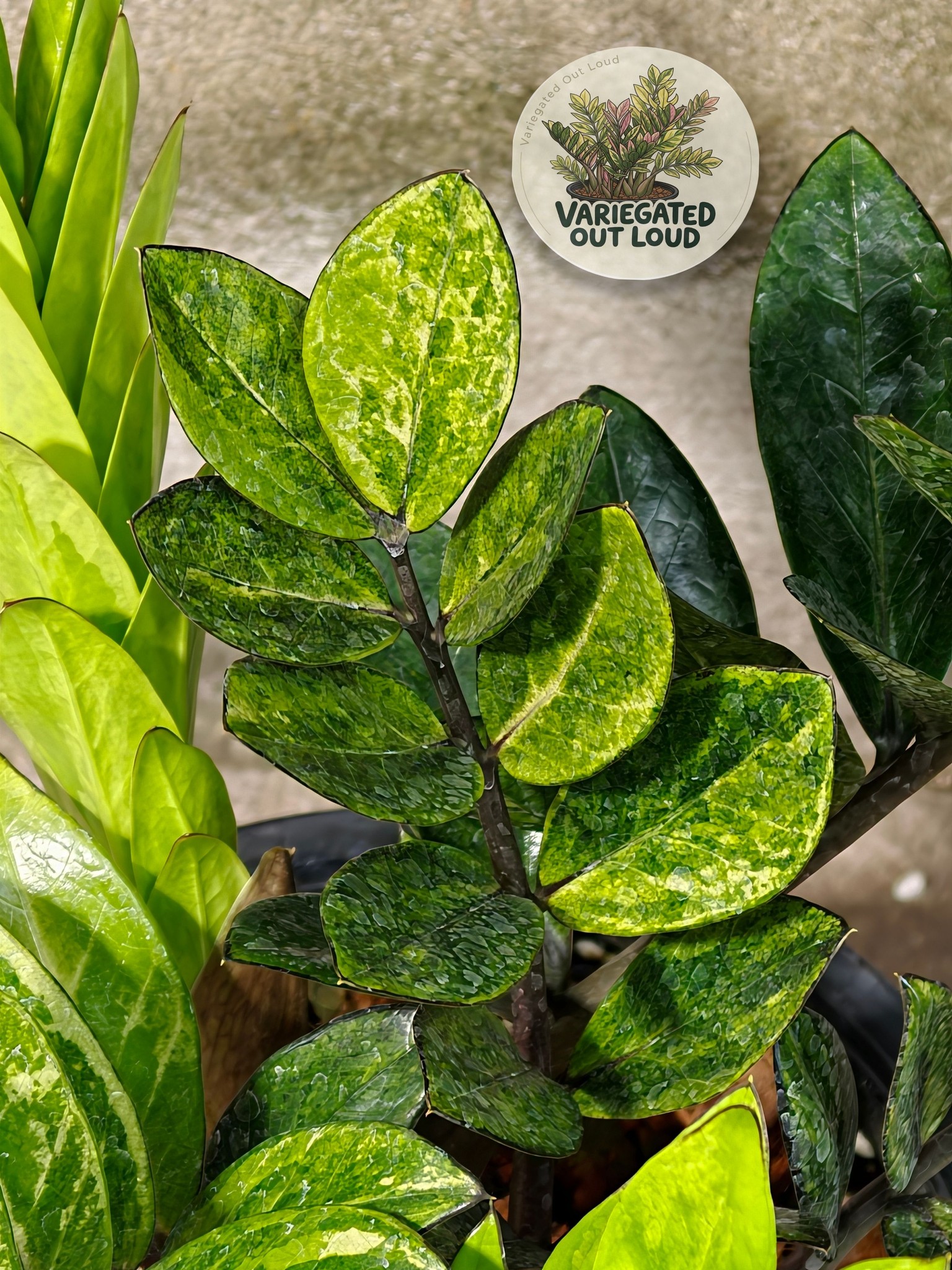 Stunning ZZ Black Aurea from Thailand with unique variegation