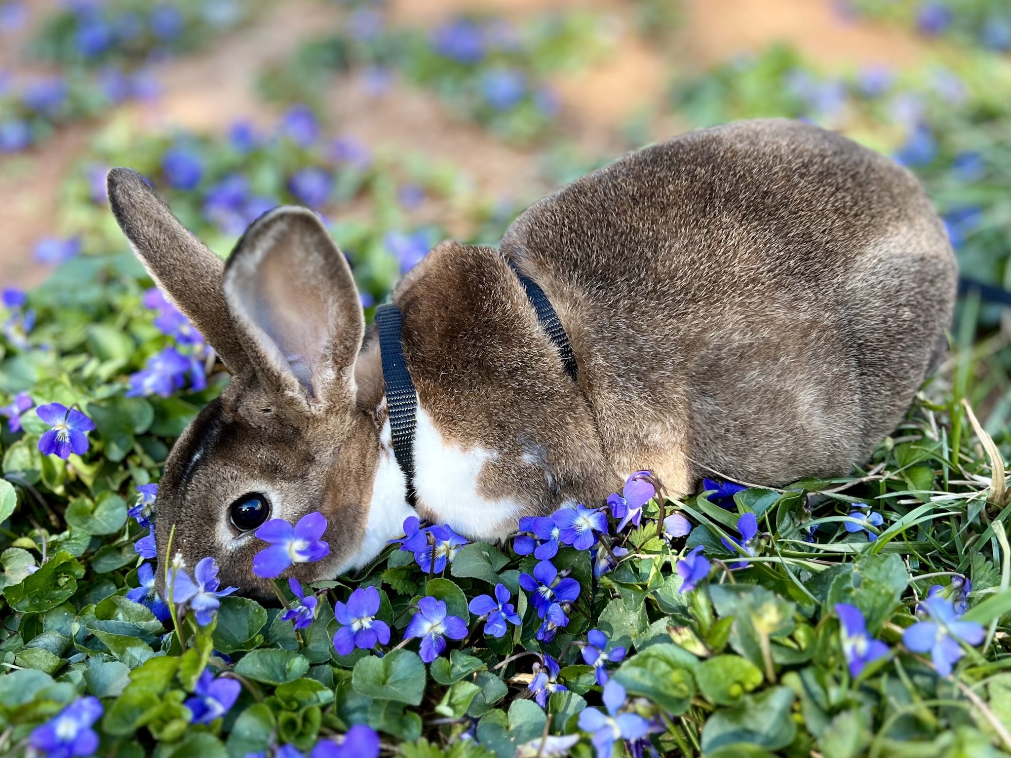 Bow & Arrow Rabbits | Madison Heights VA