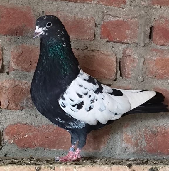#rampure kabuter #rampure #trending #kabutar | Rampur inayati pigeons ...