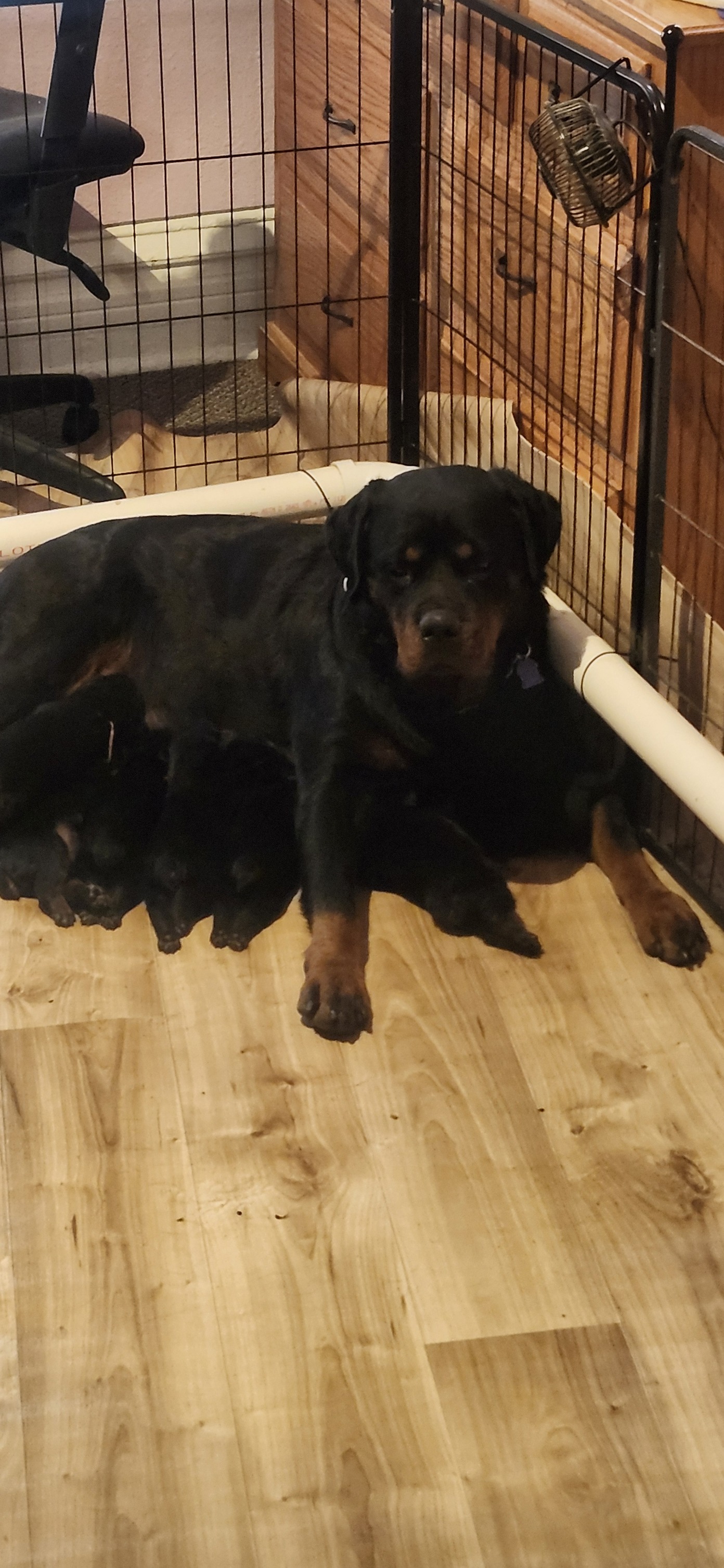 Box Head Rottweilers on Reels