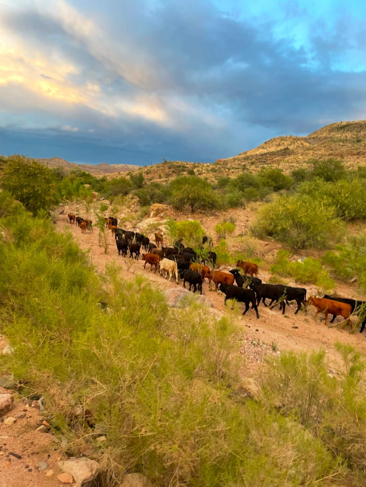 The Ranch Salt River