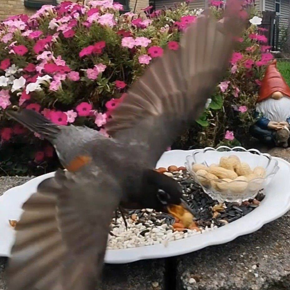 Birdbath Tuesday!! Volume up ⬆️ A quiet sip, a gentle splash, and a ...