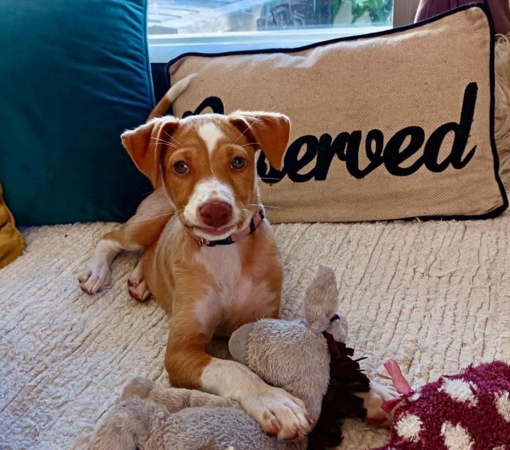 Animal Angels Global- Dogs for Adoption