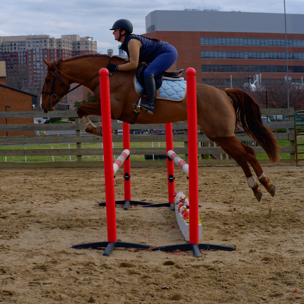 Cardinal Rose Equestrian