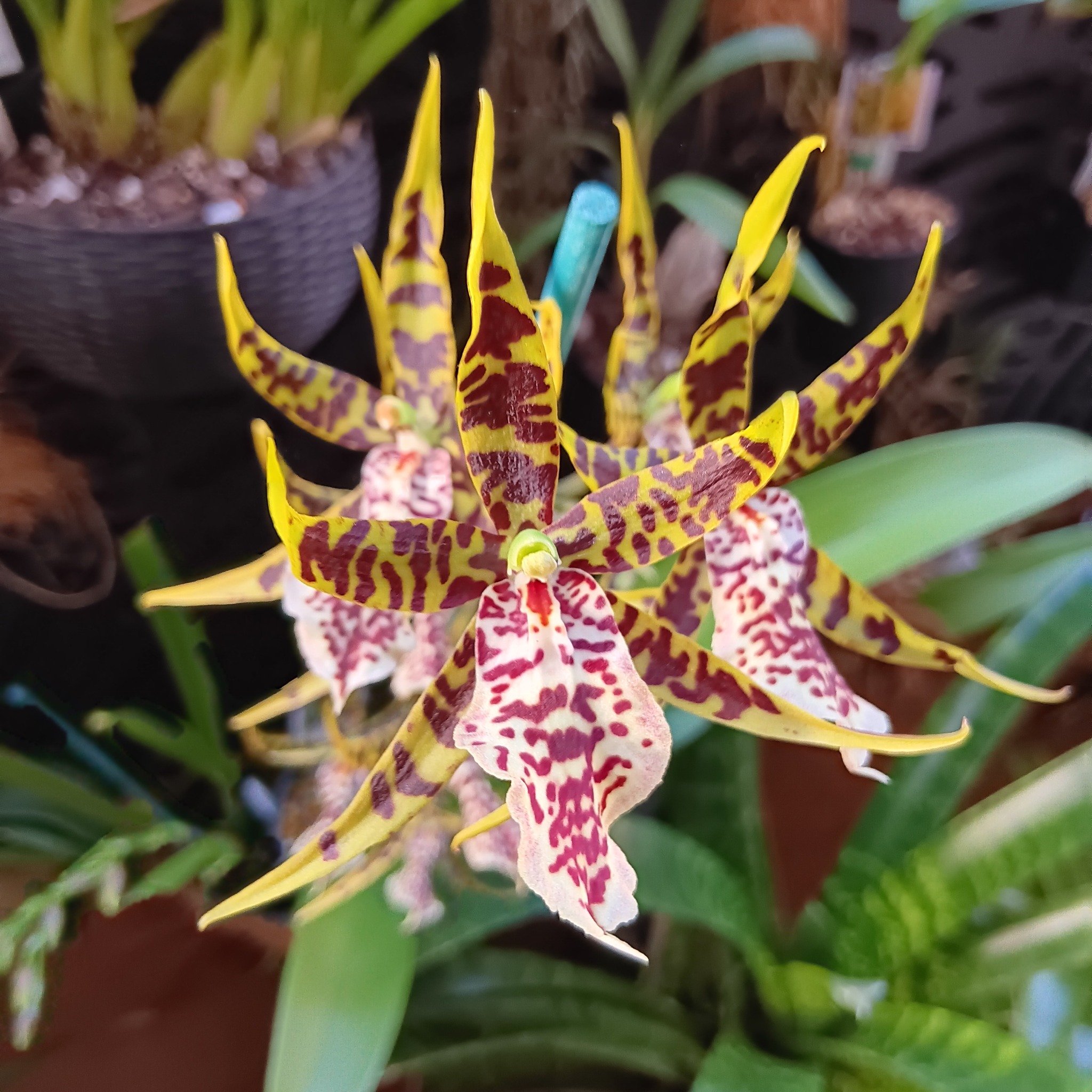 Super excited!! 5 of my orchids have flower stems the first time, so ...