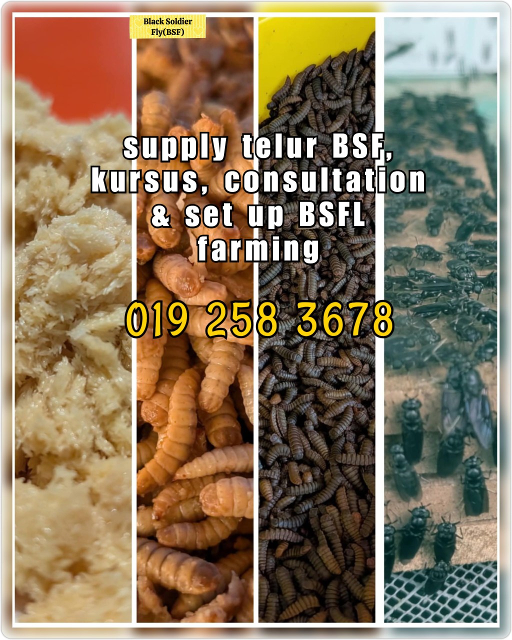 Asri BSFL Project