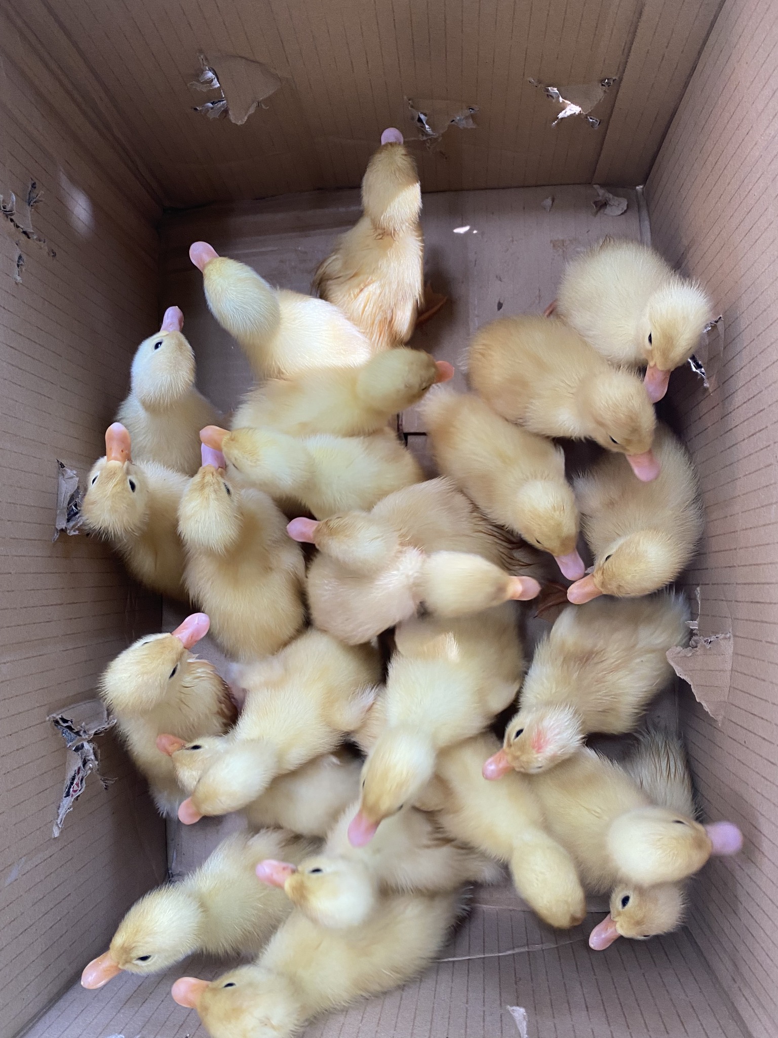 28 Pekin ducklings hatched! 🐥 #ducklings #pekingduck #brooder # ...