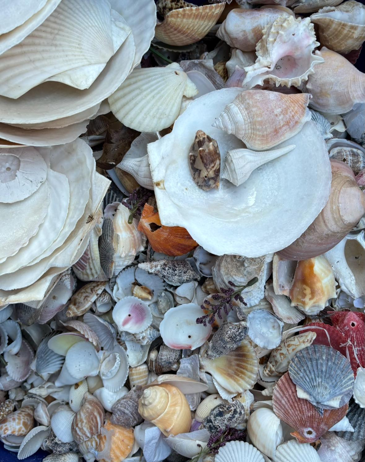 SHELL Paraphernalia | Falmouth MA