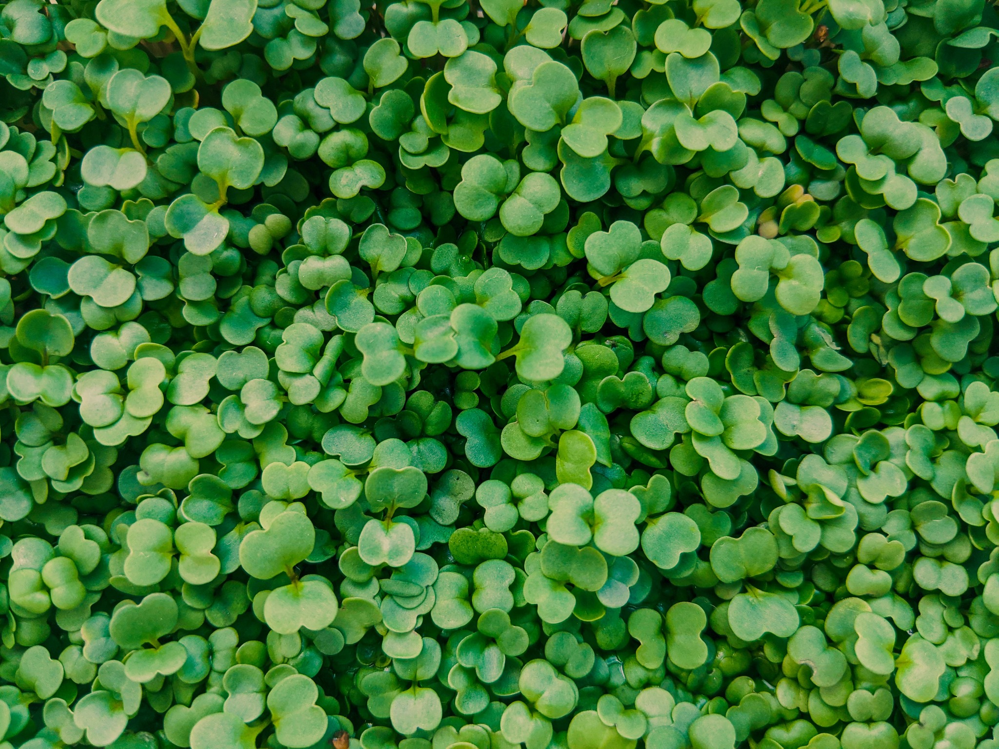Fresh Leaf Farms | Hermosa