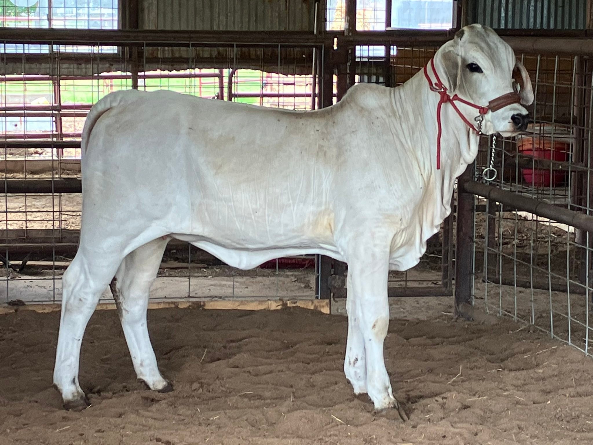 Collins Brahman Ranch | Chilton TX