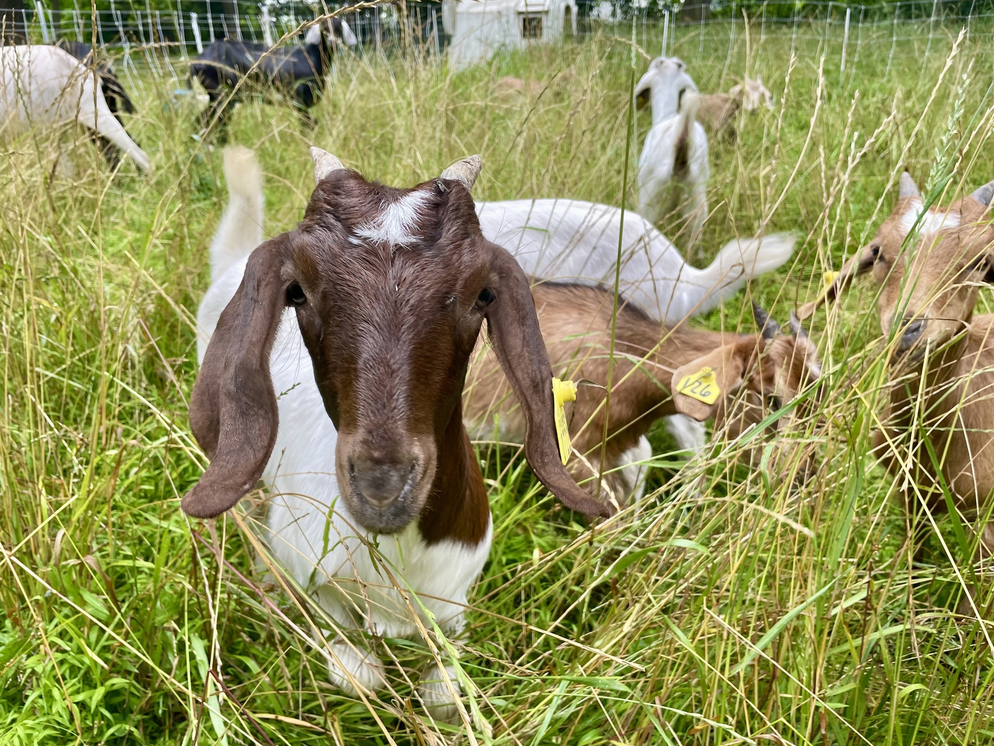 Papineau Family Farm | Oxford PA