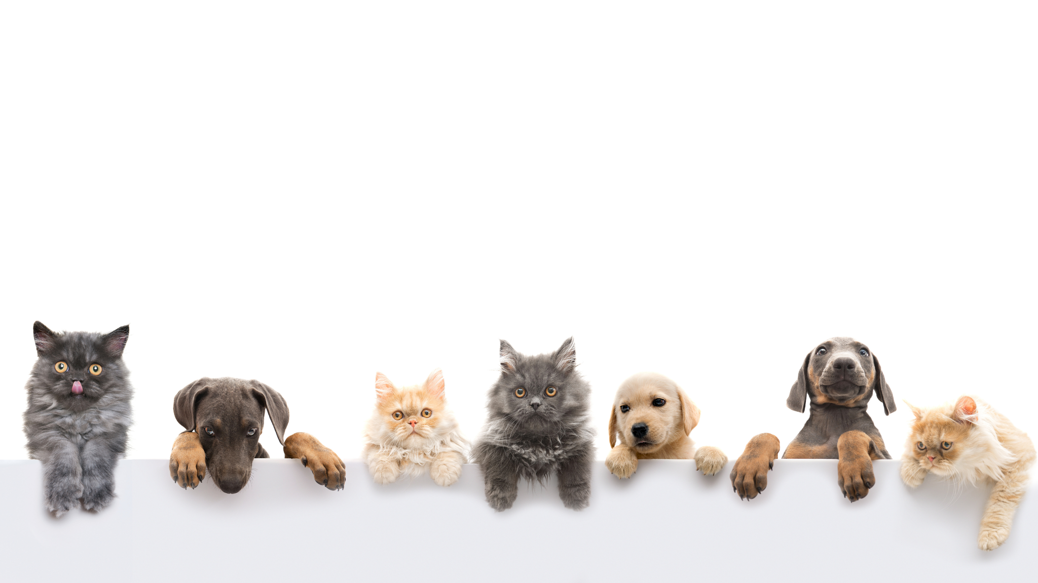 Paws Memory