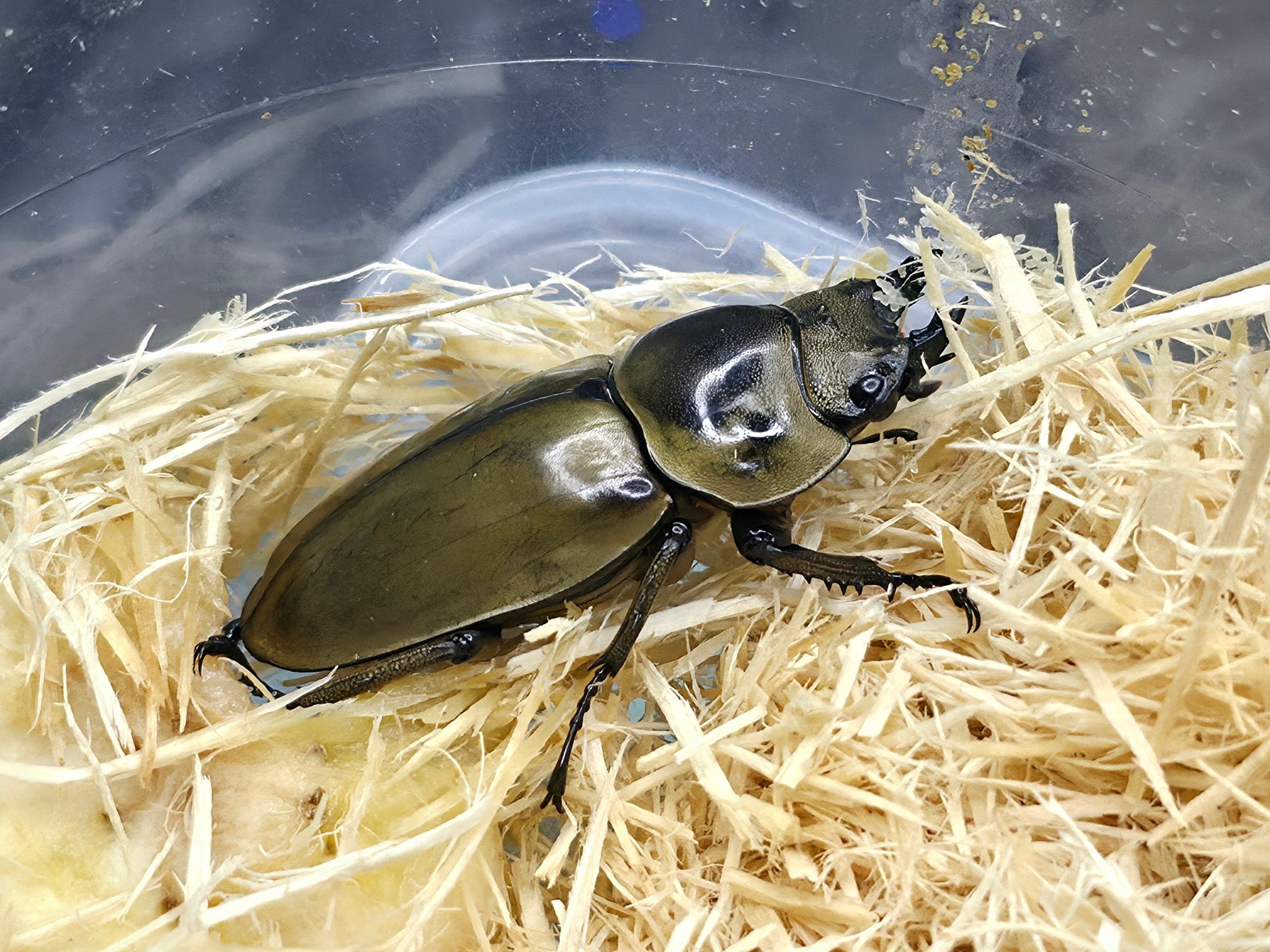 Immortal - เพจของพวกเราชื่อว่า Immortal Insect 🪲 มีแอดมิน 2 คนครับ คอย ...