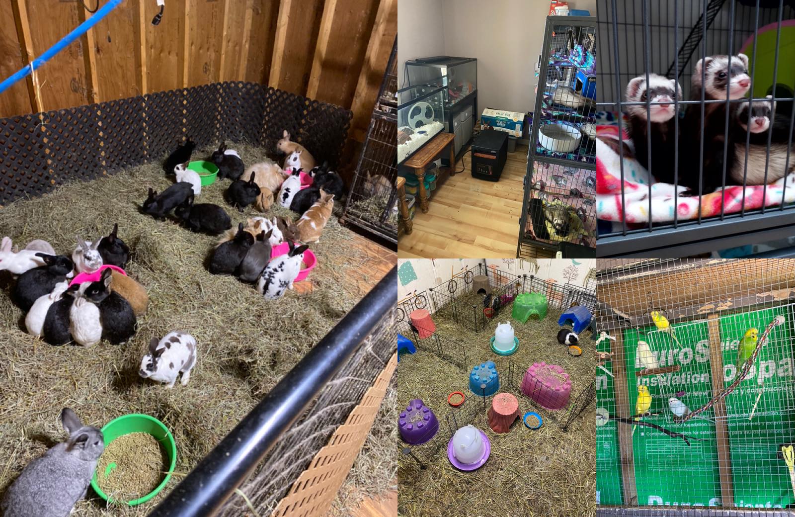 Franny Mays Small Animal Rescue & Sanctuary | Interlochen MI