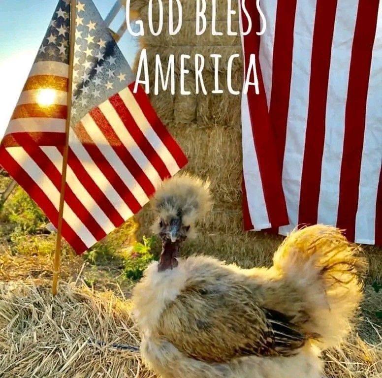 Americas chicken coops & everything backyard | Would you choose a ...