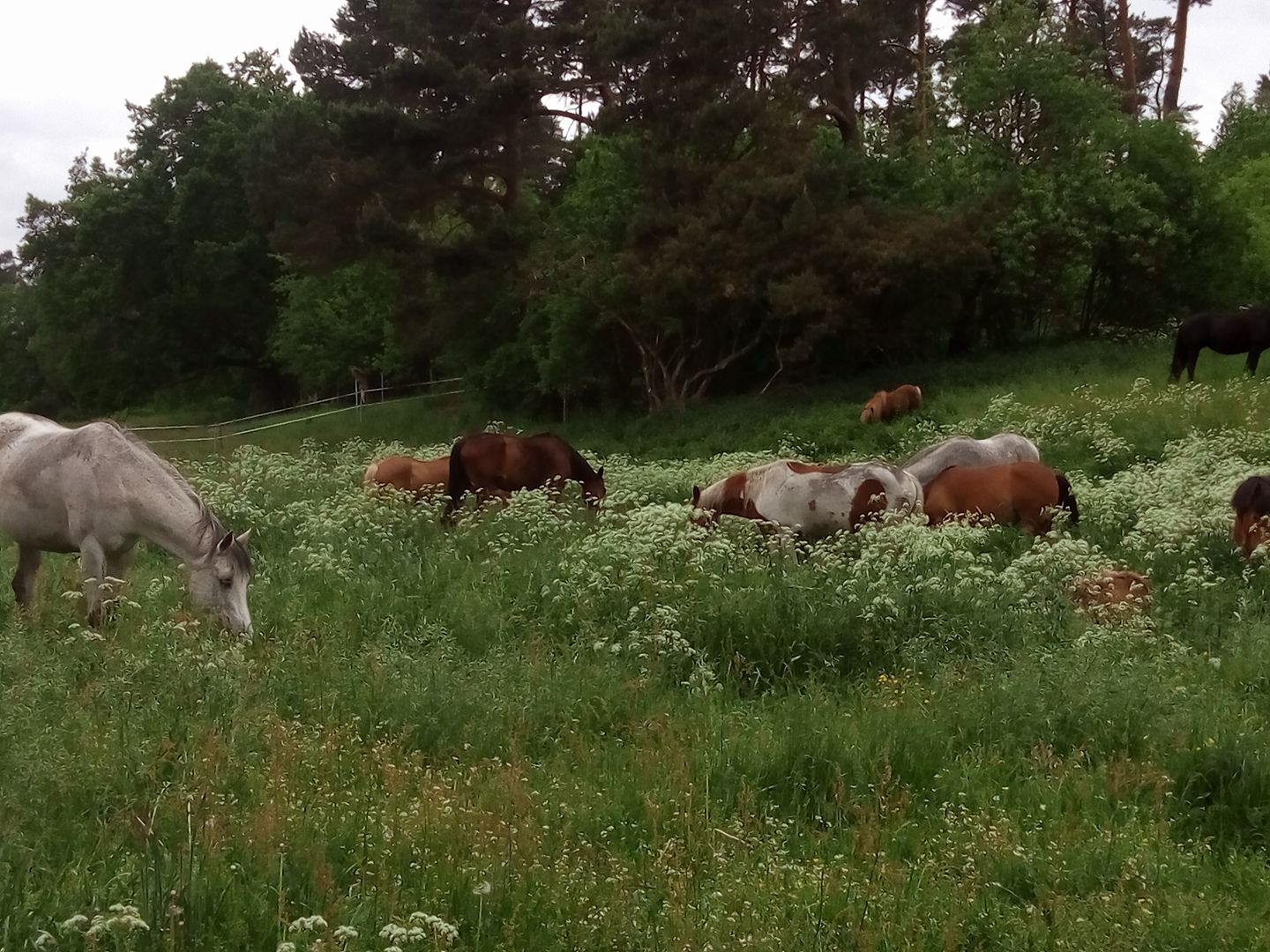 Pink Pony Ranch