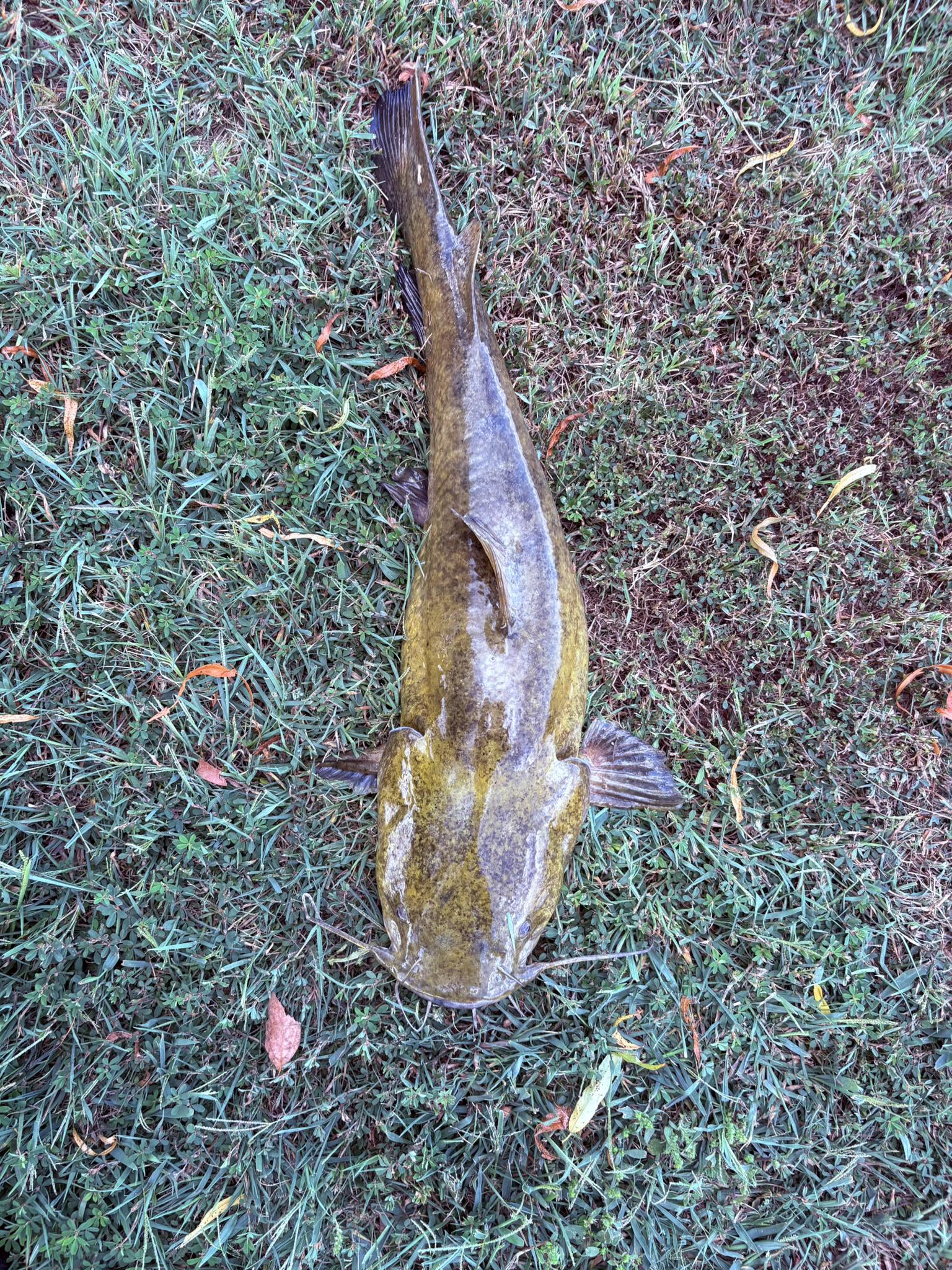 Catching blue catfish on old hickory lake | Nashville, TN