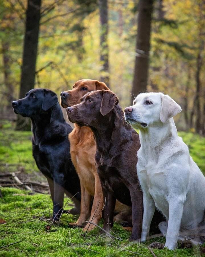 Labrador Retriever Lovers | She’s so happy | Facebook