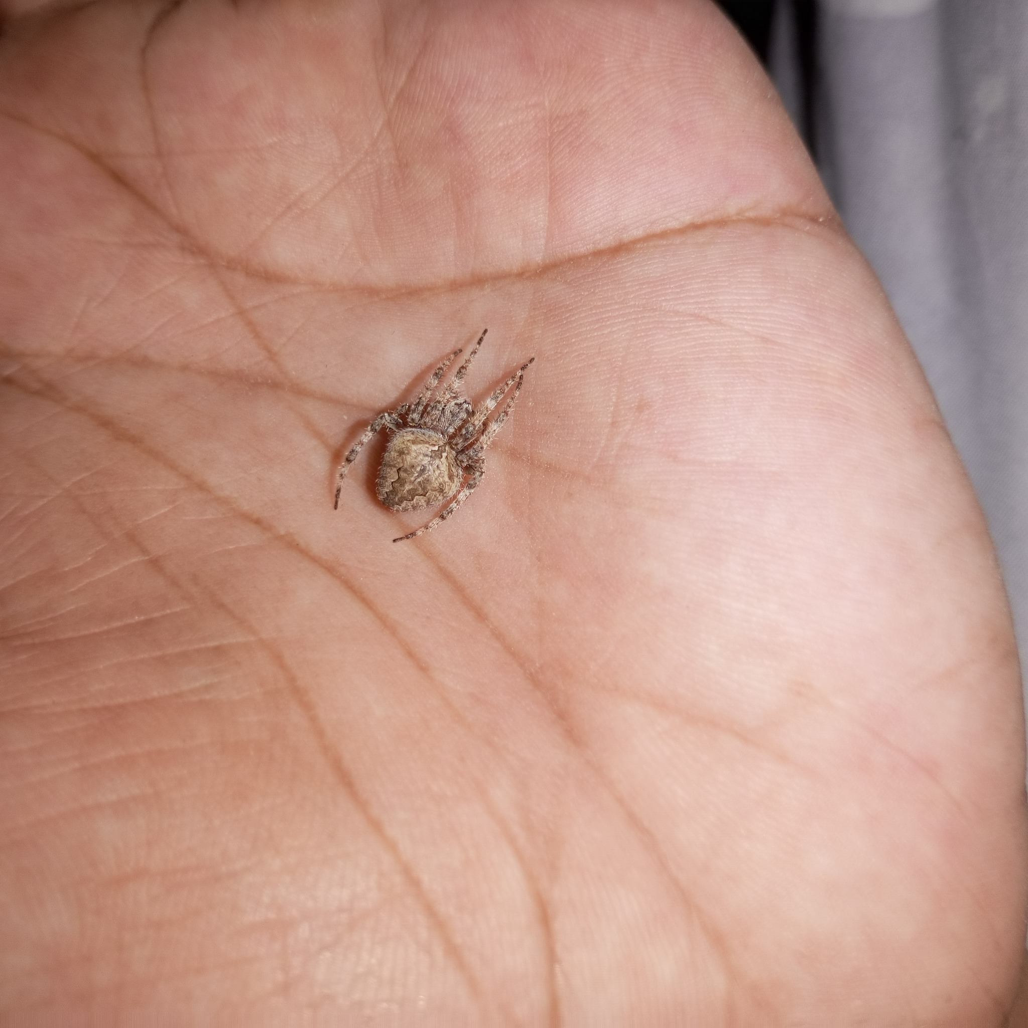 fully molted G #20 mov #kakarotgee | Gagamba Care & Breeding