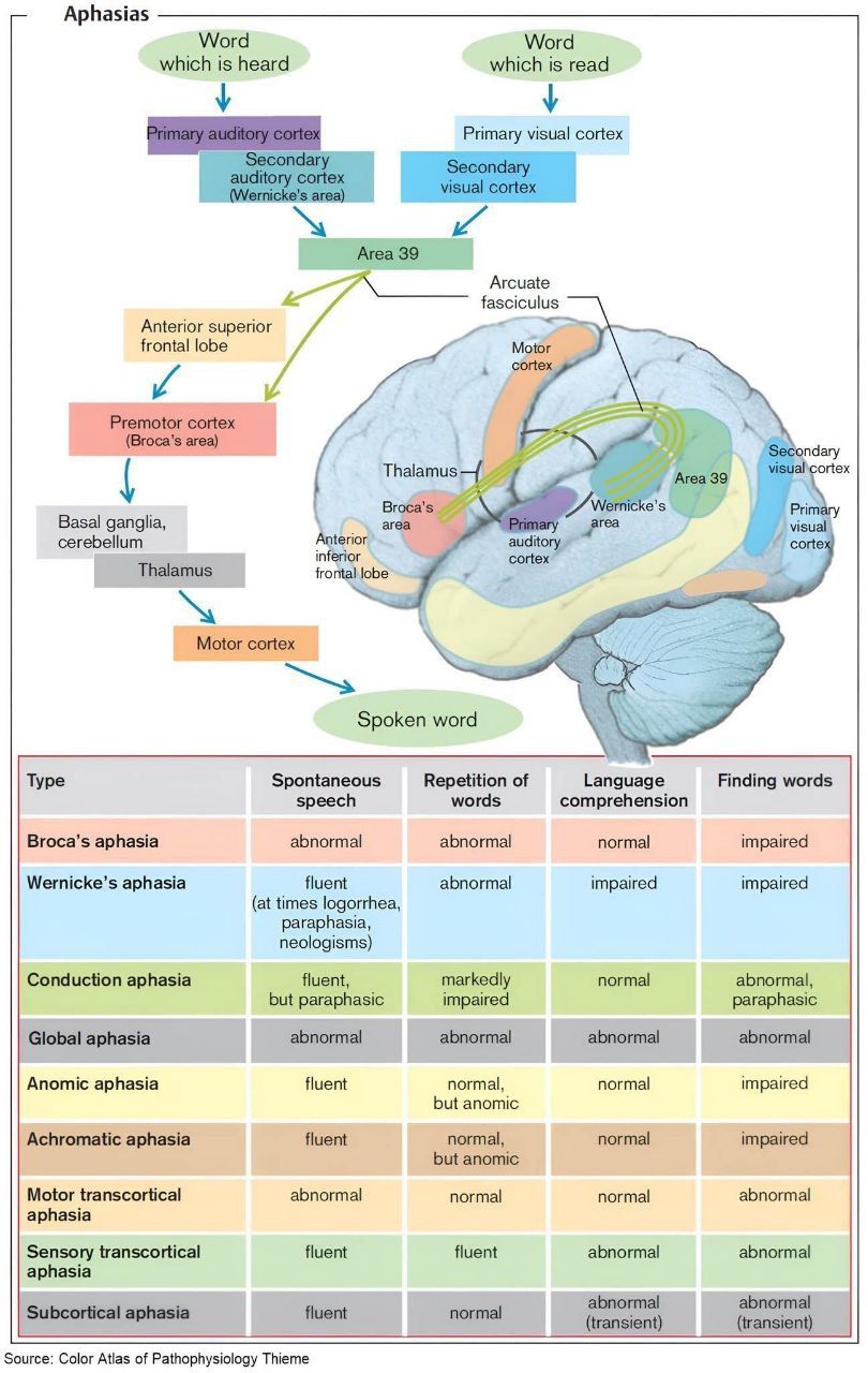 Neurology | #Aphasia | Facebook