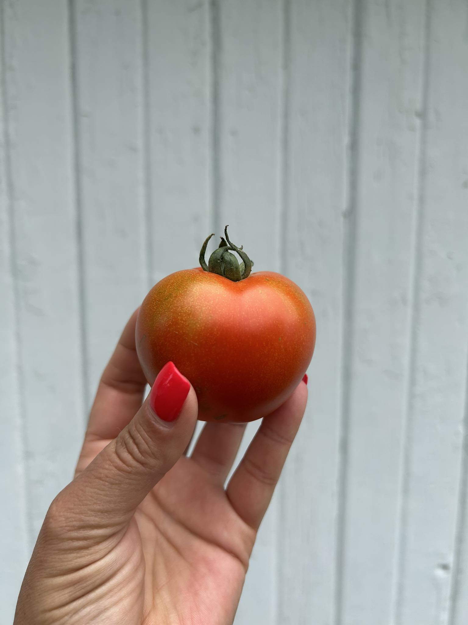 🍅 Tomato Season Is Almost Here! 🍅 June marks the start of tomato