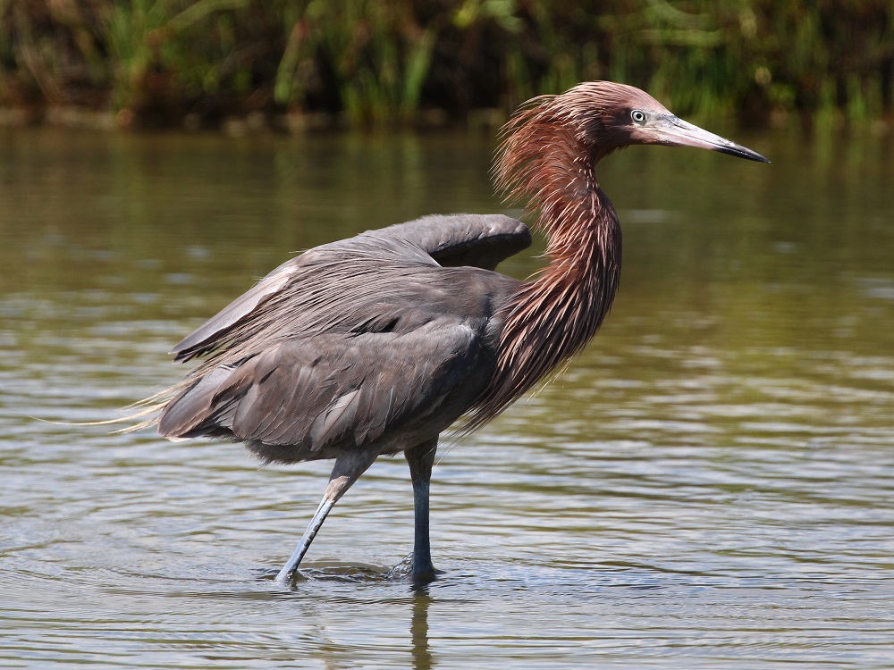 Texas Mid-Coast Birding Festival | Port Lavaca TX