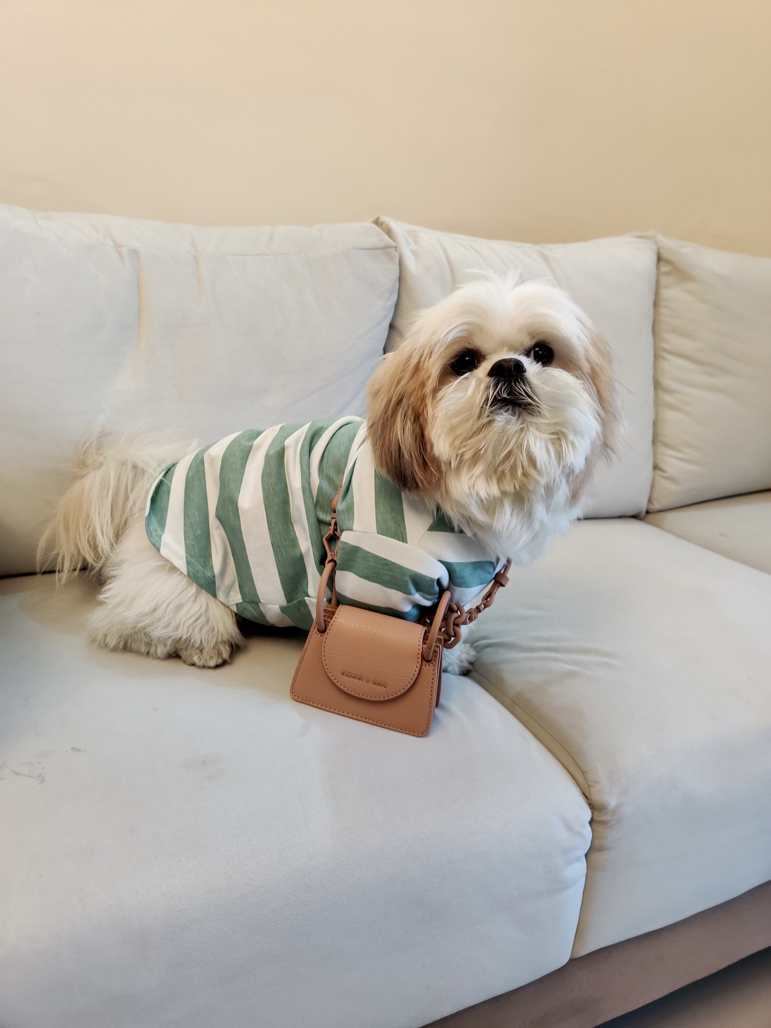 Opening a bag of chips around Mr. Joey 😁🤫 #woofwoofitsjoey # ...