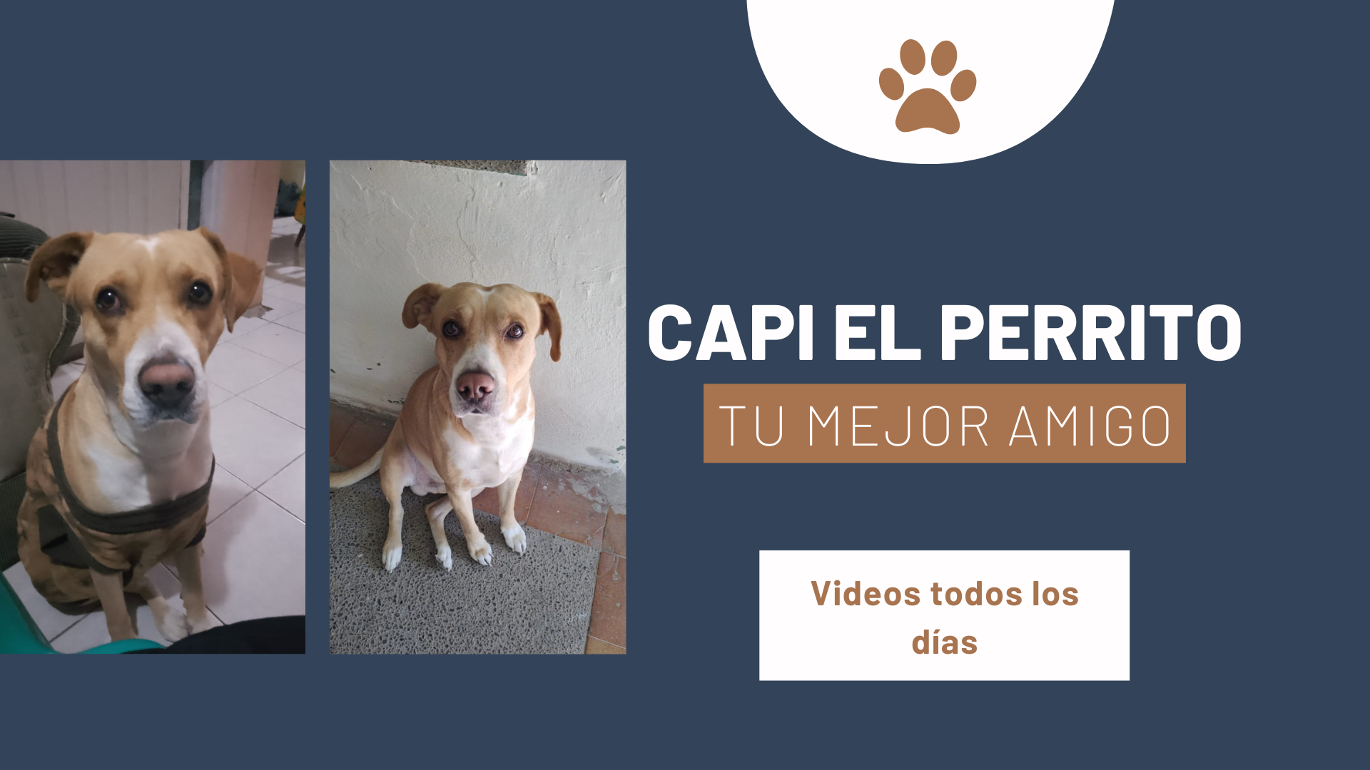 Capi el perrito